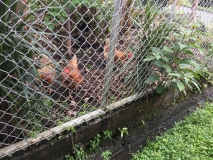 Neighborhood chickens