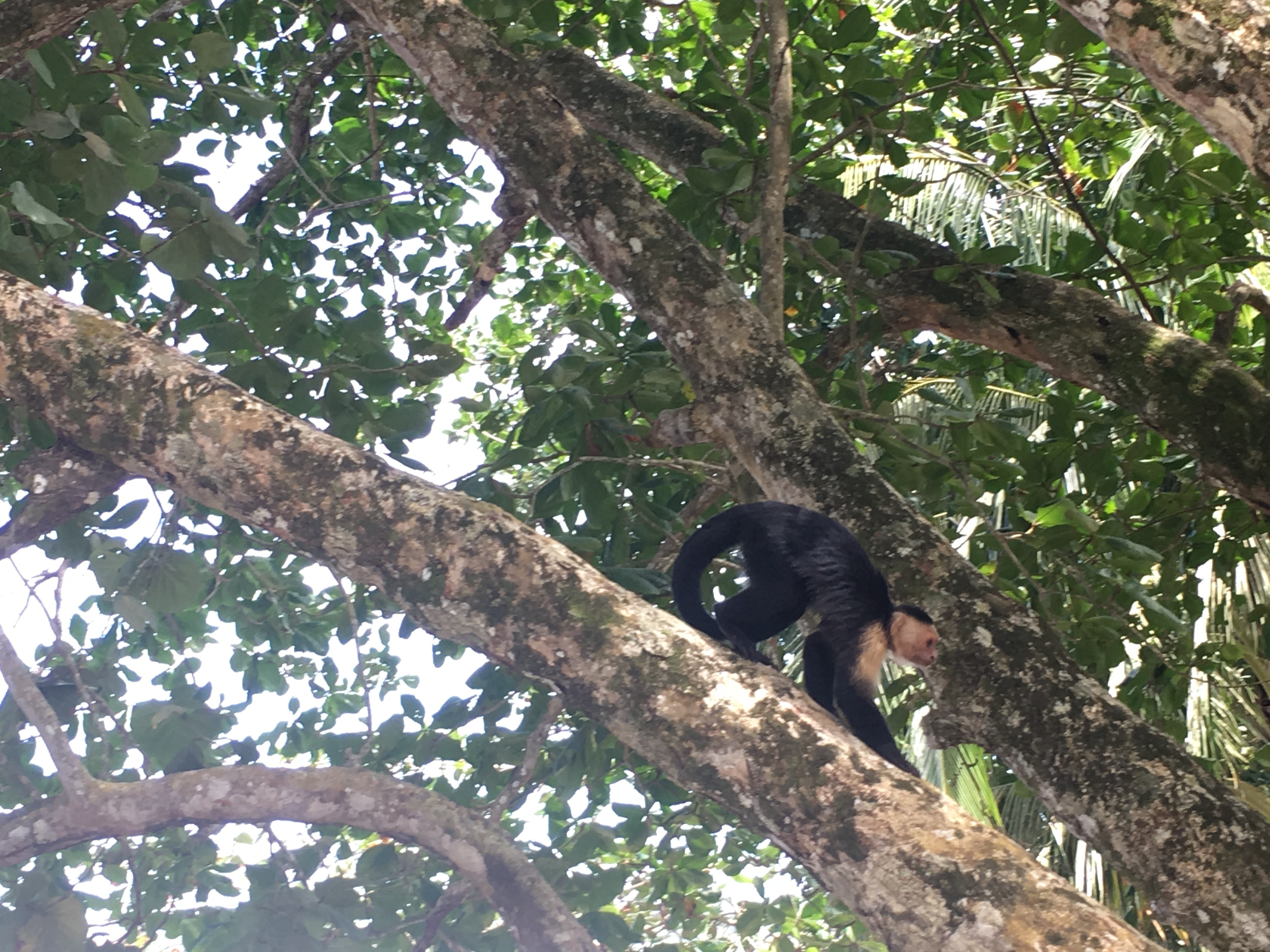 Capuchin monkey at Cahuita National Park