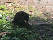 Coati eating a coconut