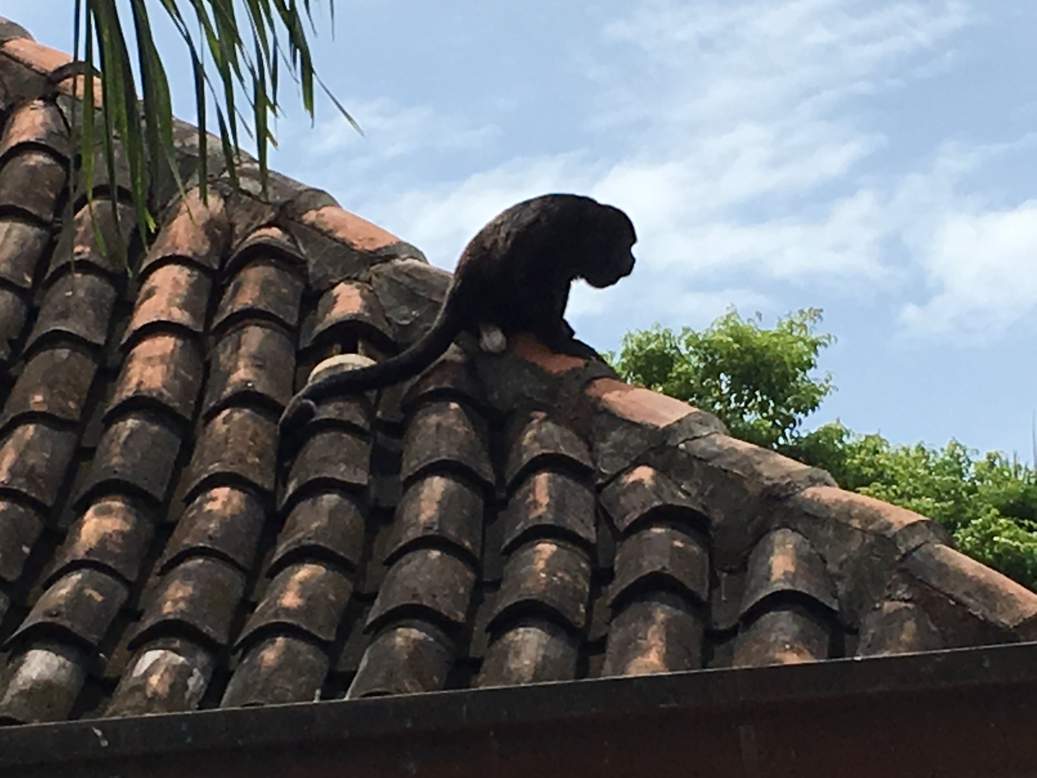 Howler monkey on a roof