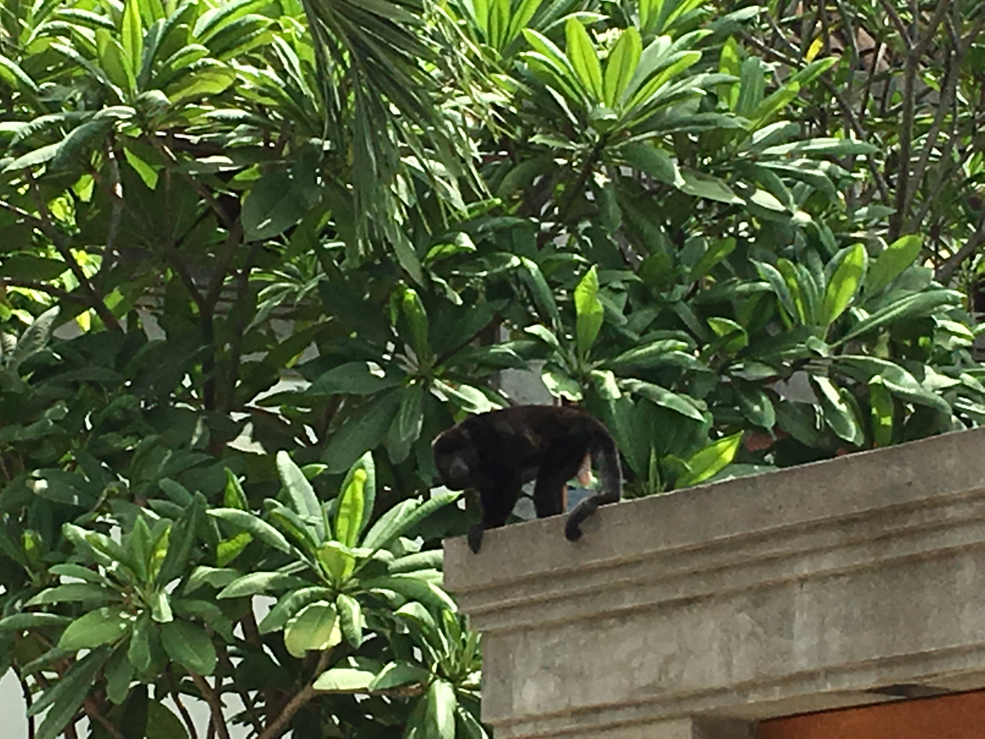 Howler monkey on a building