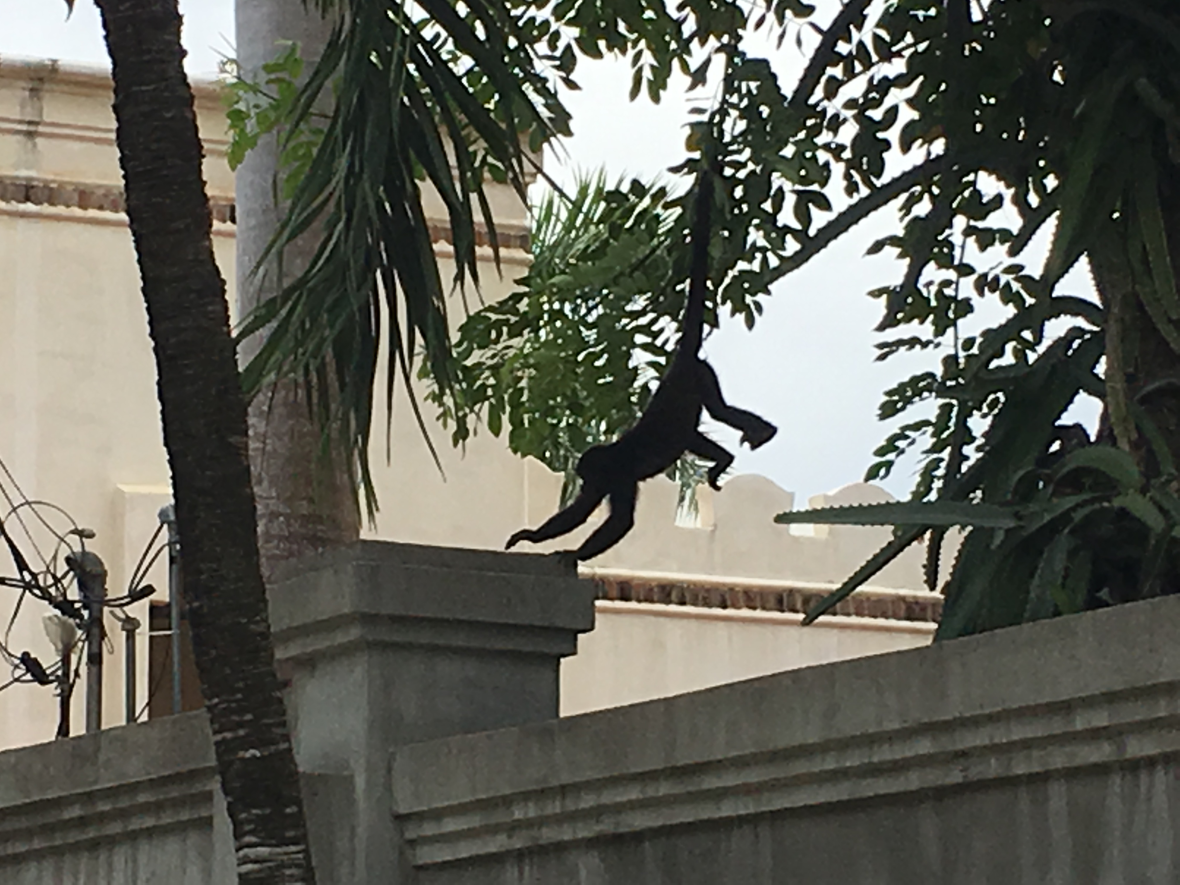 Howler monkey hanging out