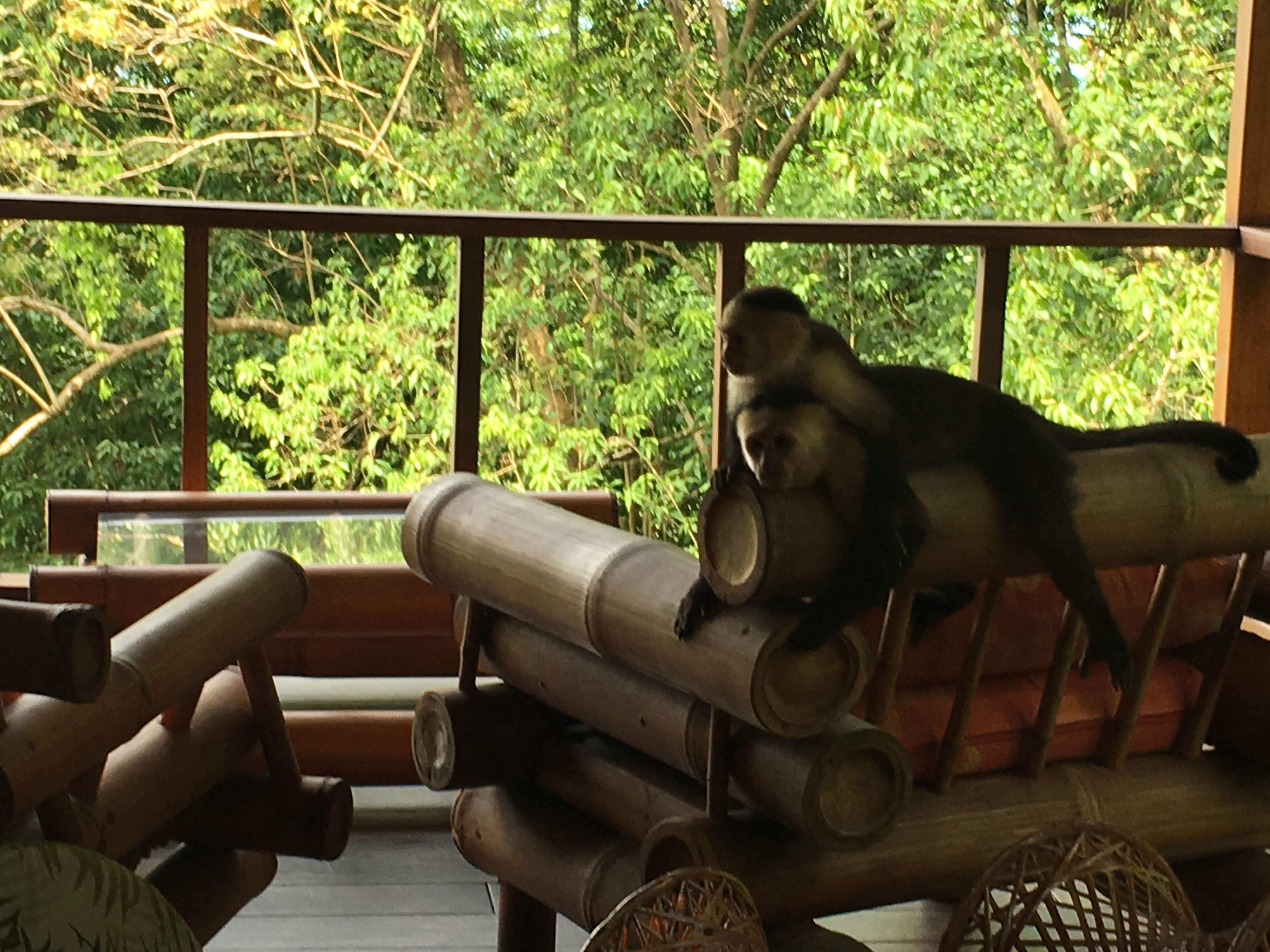 Monkeys on the balcony