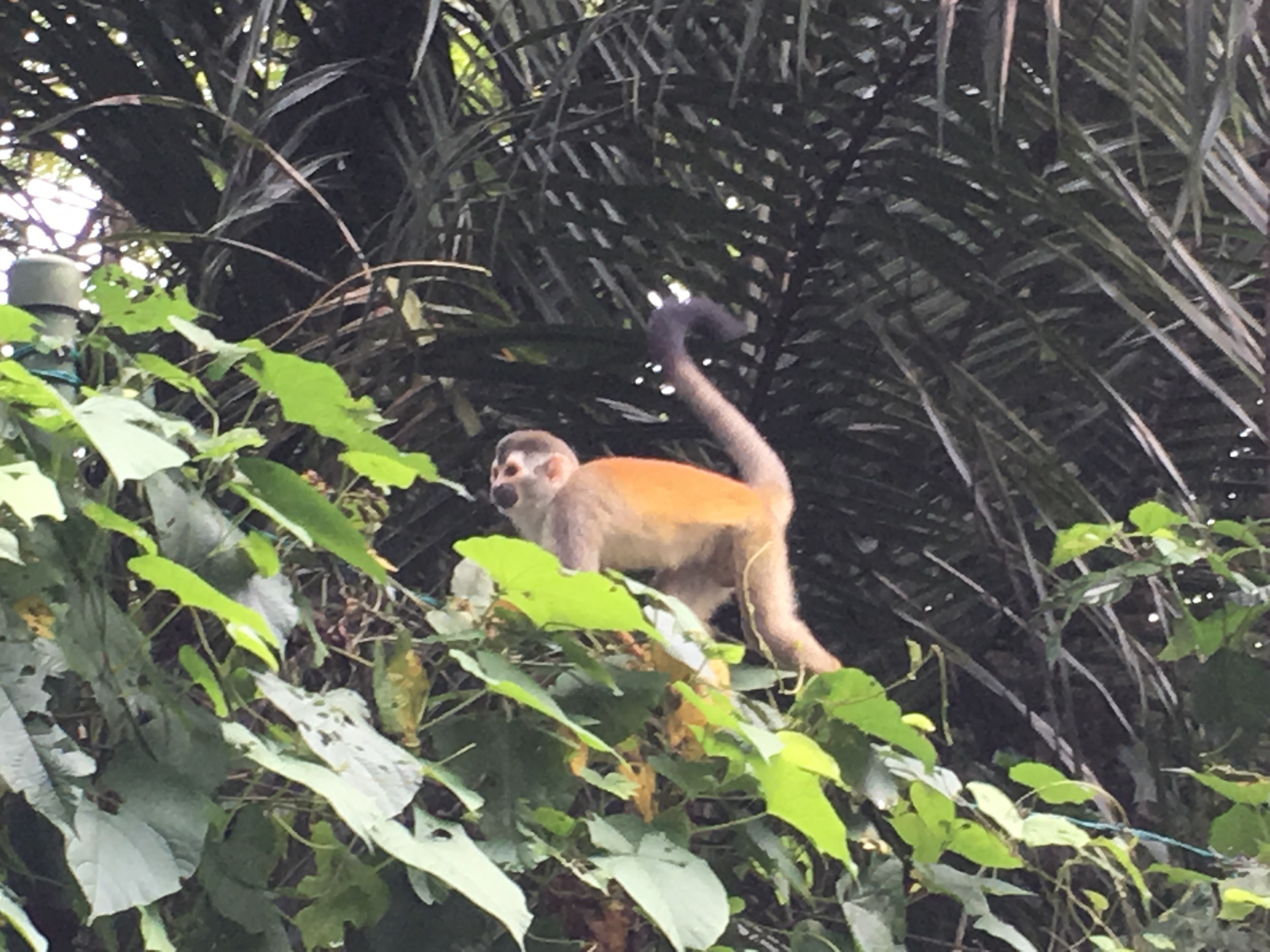 An active spider monkey