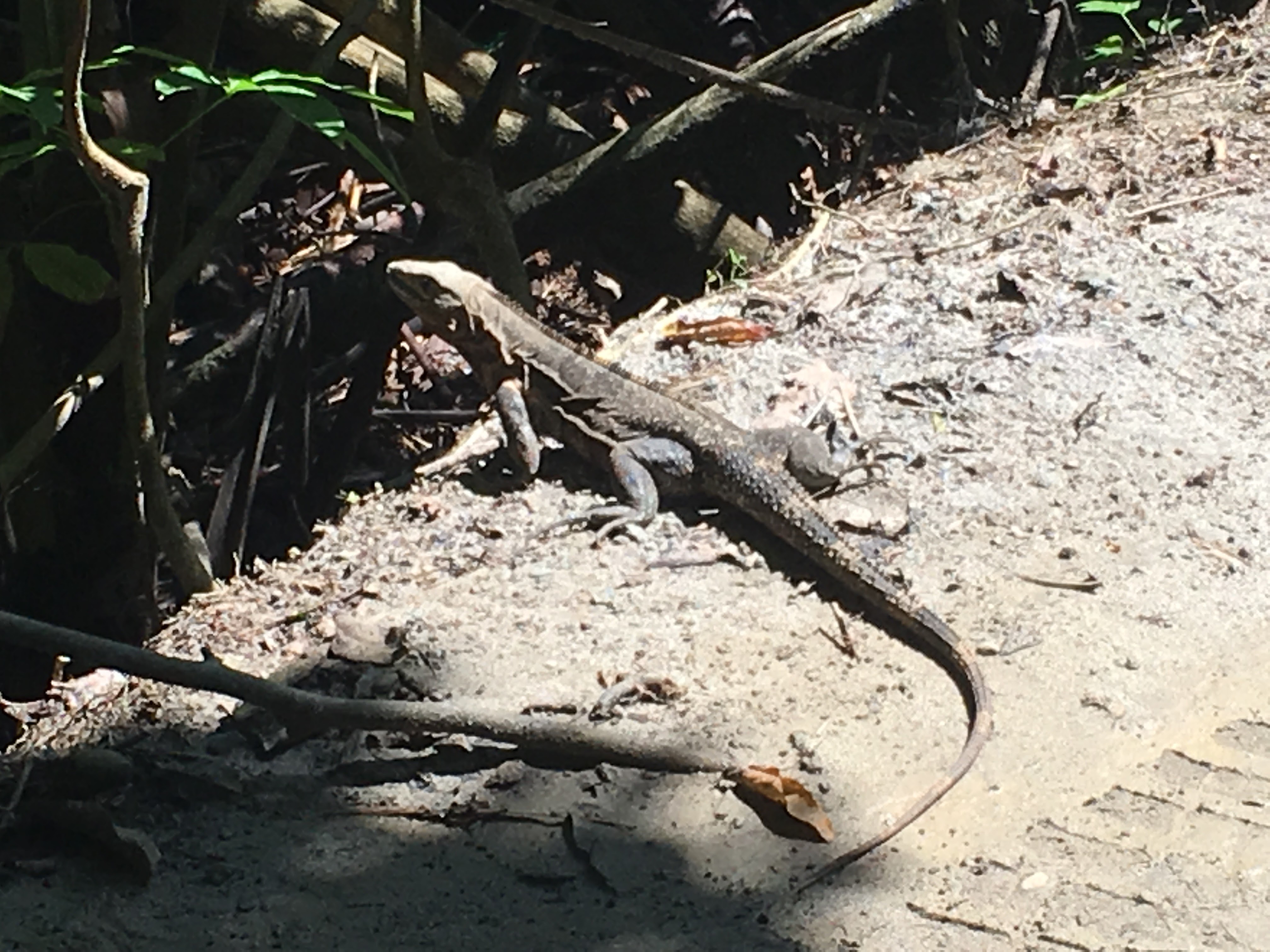 One of numerous lizards