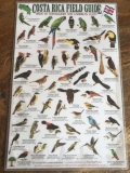Helpful guide to the ridiculous amount of birds in Costa Rica