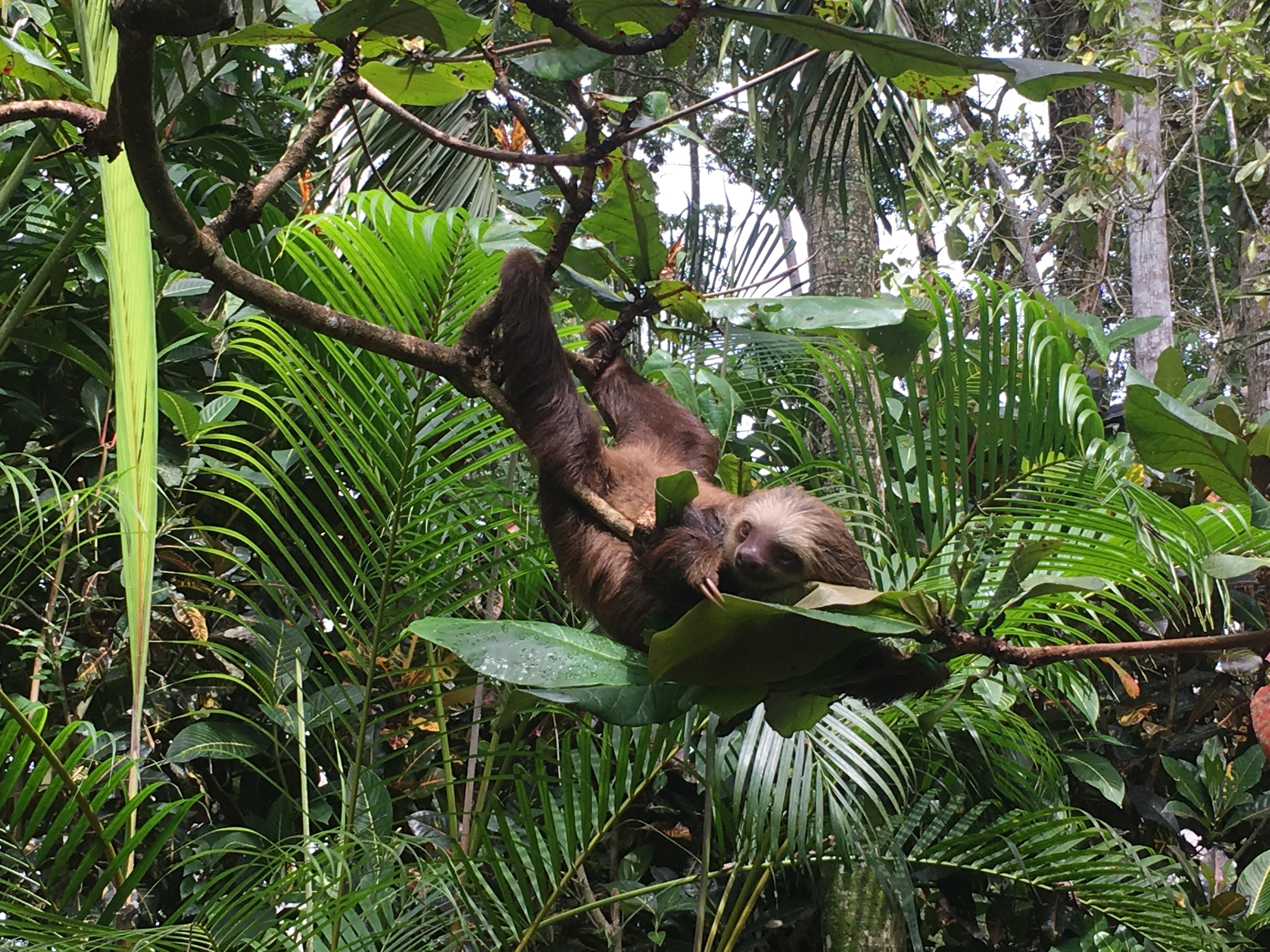 Sloth at the Jaguar Rescue Center