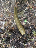 Slug on the South Coast Wilderness Trail