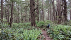 South Coast Wilderness Trail