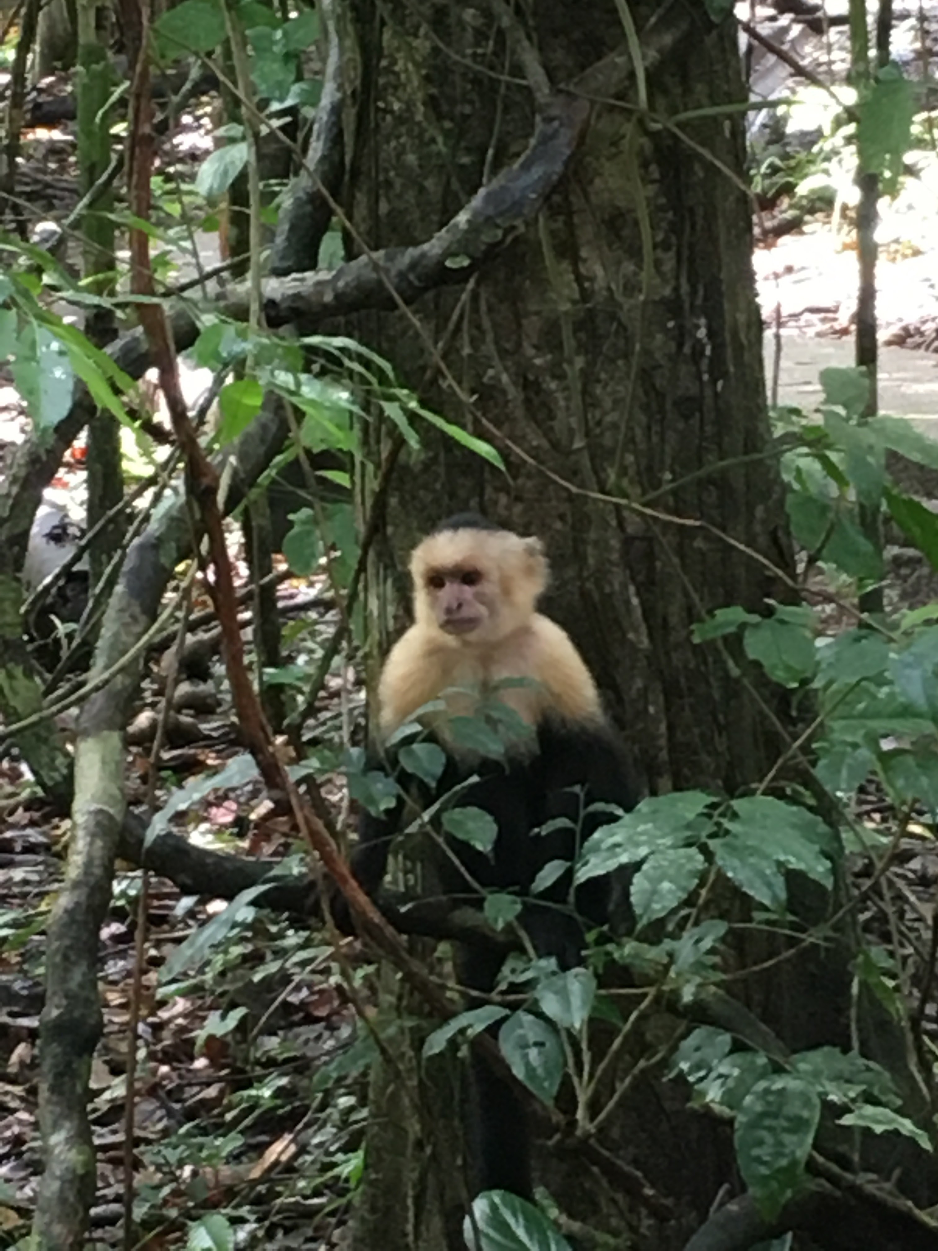 Capuchin monkey - up close and personal in the national park