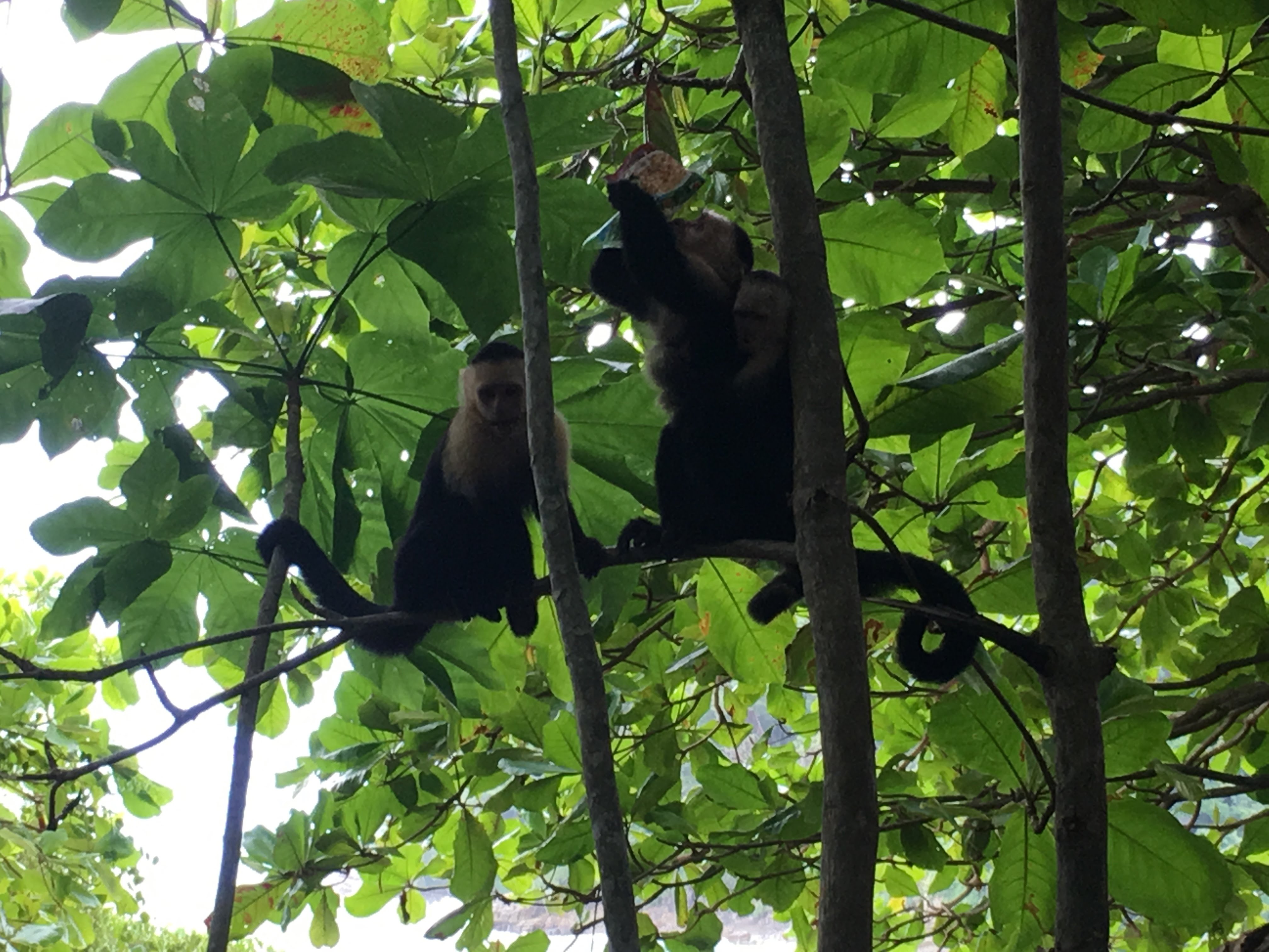 Monkeys eating mayonnaise (come on people, pick up your trash!)