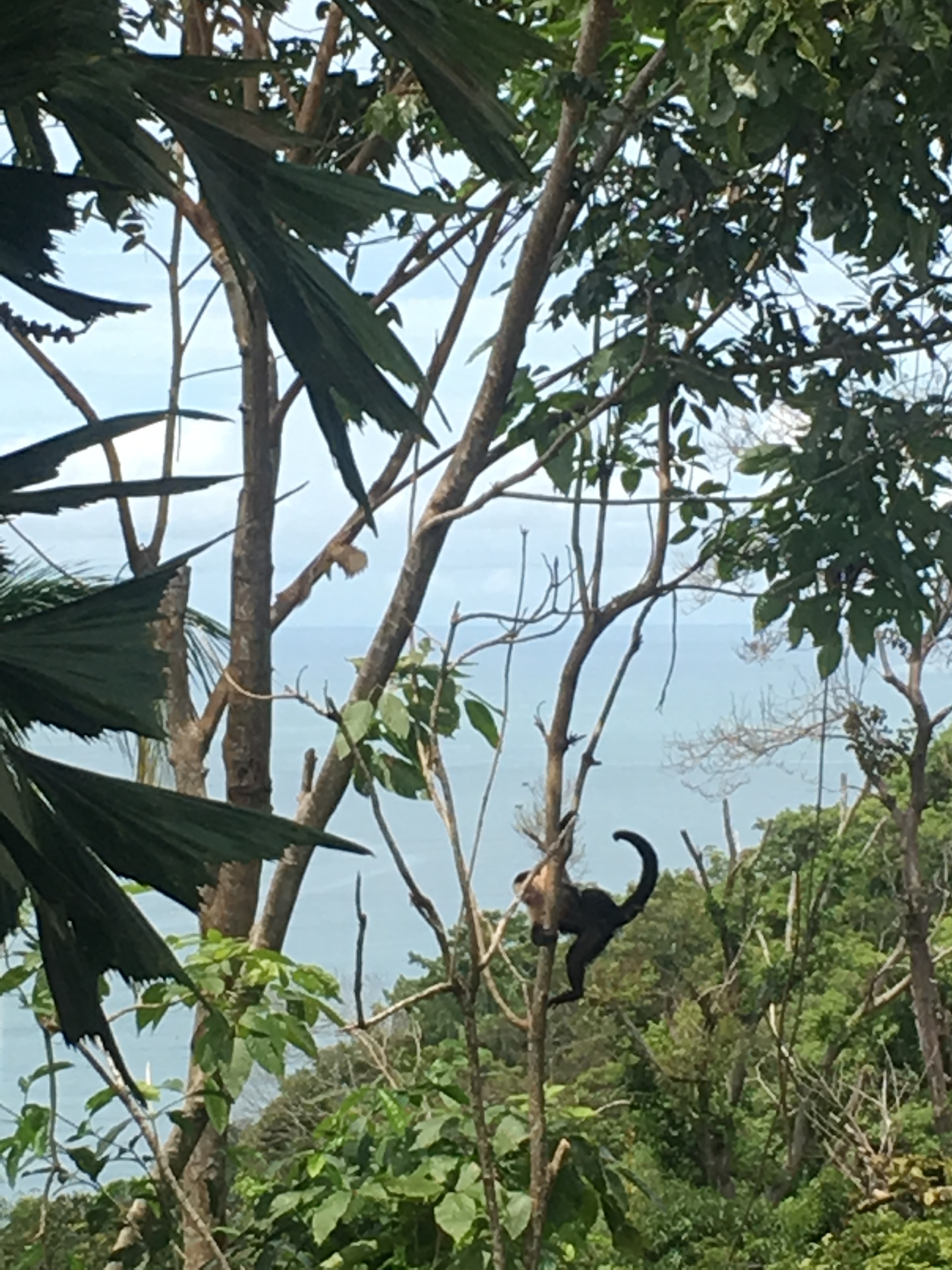 Capuchin monkey hanging on